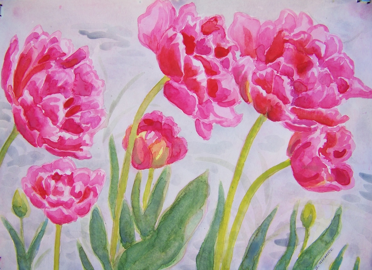 tulips pink wc